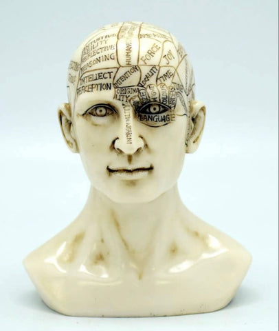 Phrenology Skull